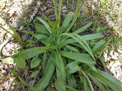 Agave maculata