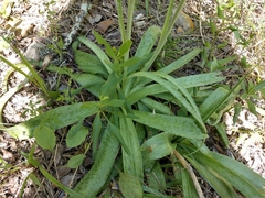 Agave maculata