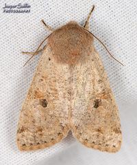 Orthosia rubescens