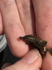 Bipalium pennsylvanicum