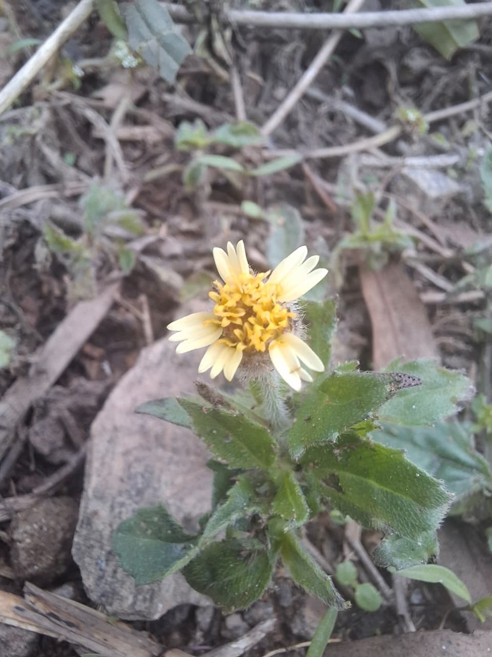 Tridax procumbens