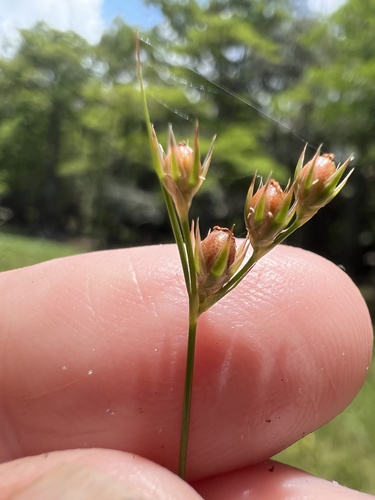 Juncus dichotomus observed 2026-06-30