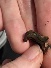 Bipalium pennsylvanicum