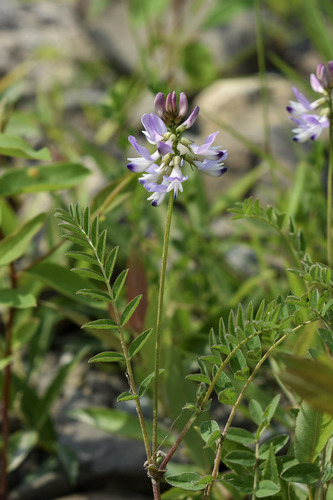 Astragalus alpinus var. brunetianus