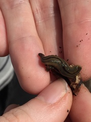 Bipalium pennsylvanicum