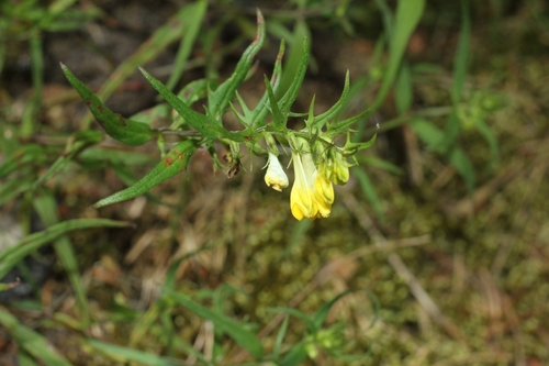 Common Cow-wheat