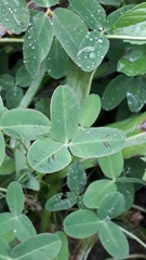 Trifolium medium