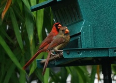 Cardinalis cardinalis