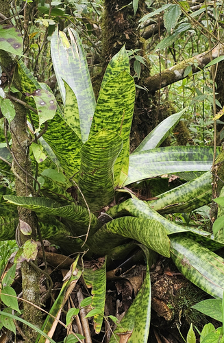 Werauhia kupperiana, photograph 2