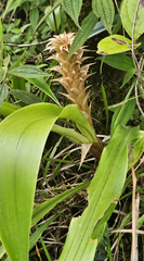 author not stated, no rights reserved Pitcairnia atrorubens, photograph author not stated, no rights reserved