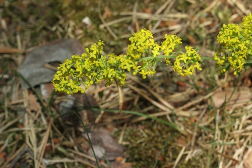 Lady's Bedstraw