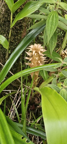 Pitcairnia atrorubens, photograph 5