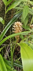 author not stated, no rights reserved Pitcairnia atrorubens, photograph author not stated, no rights reserved