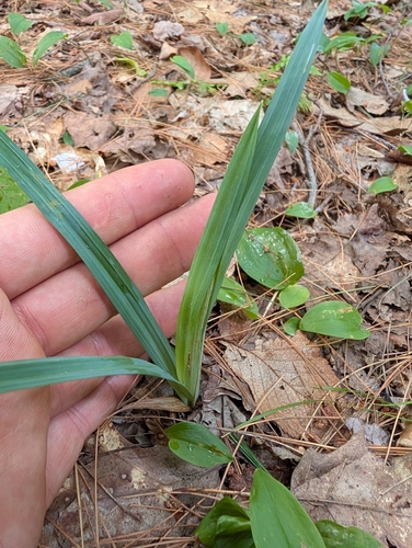 Carex glaucodea