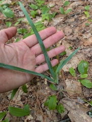 Carex glaucodea, photograph (c) Zac Peterson, some rights reserved (CC BY)