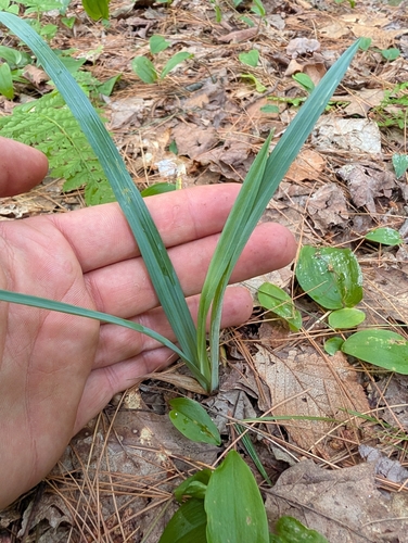 Carex glaucodea, photograph 3