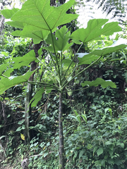 Vasconcellea cauliflora