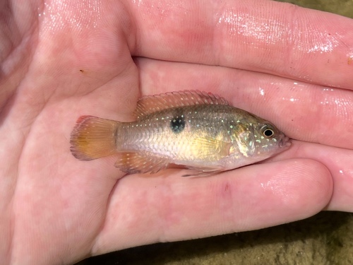African jewelfish (Hemichromis letourneuxi) — Cichlidae — 2