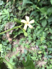 Vasconcellea cauliflora