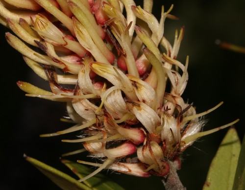 Shy Beechwood (Faurea recondita)