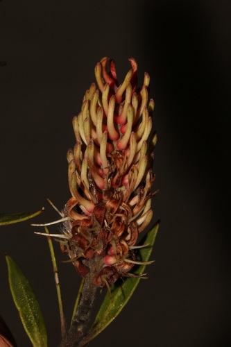 Image of Faurea recondita by (c) Brian du Preez, some rights reserved (CC BY-SA)
