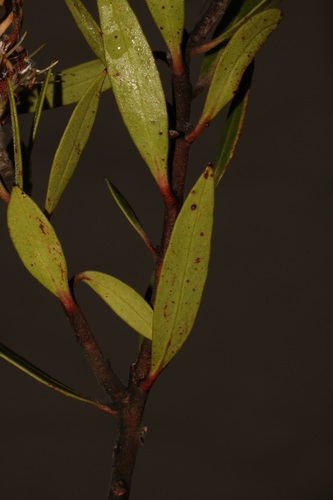 Image of Faurea recondita by (c) Brian du Preez, some rights reserved (CC BY-SA)