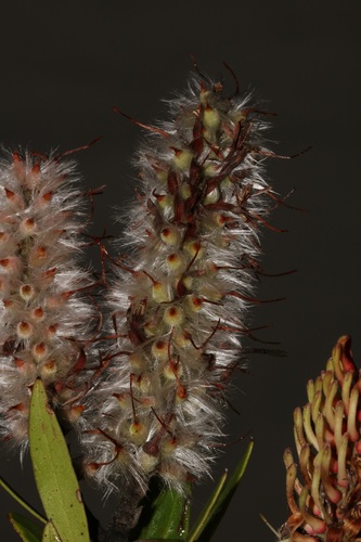 Image of Faurea recondita by (c) Brian du Preez, some rights reserved (CC BY-SA)