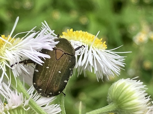 Blue Flower Chafer
