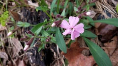 Silene caroliniana
