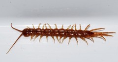 Lithobius nigripalpis