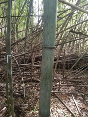 Phyllostachys nigra henonis