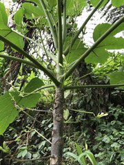 Vasconcellea cauliflora