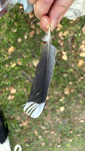 Plume de Tourterelle orientale