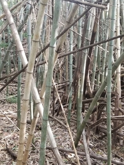 Phyllostachys nigra henonis