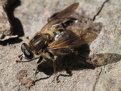 Chalcosyrphus eunotus