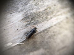 Trypodendron