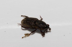 Sphenophorus venatus vestitus