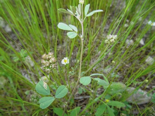Representative image of Medicago coronata