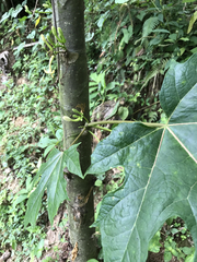 Vasconcellea cauliflora