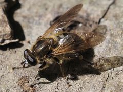 Chalcosyrphus eunotus