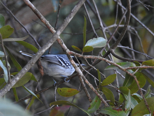 Large-billed Antwren (Herpsilochmus longirostris), photo 6
