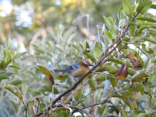 Large-billed Antwren (Herpsilochmus longirostris), photo 5