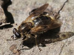 Chalcosyrphus eunotus