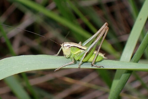 Red-faced Bush-cricket