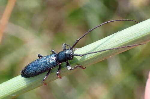 Agapanthiola leucaspis