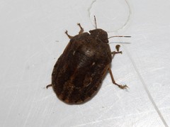 Eurygaster integriceps