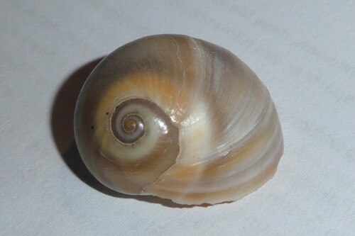 Josephine's moon snail