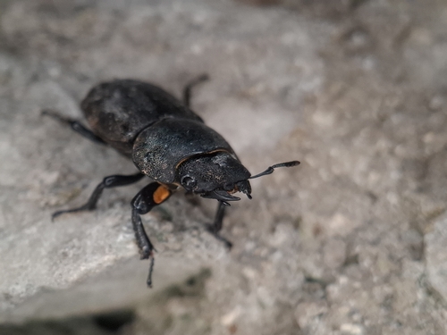 Lesser Stag Beetle