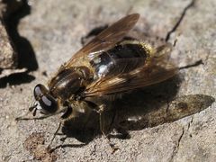 Chalcosyrphus eunotus