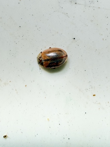 Larch Lady Beetle